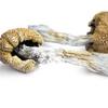 Oregon sued over access to magic mushrooms