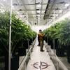 One publicly traded Oregon cannabis company has flourished. Here’s how.