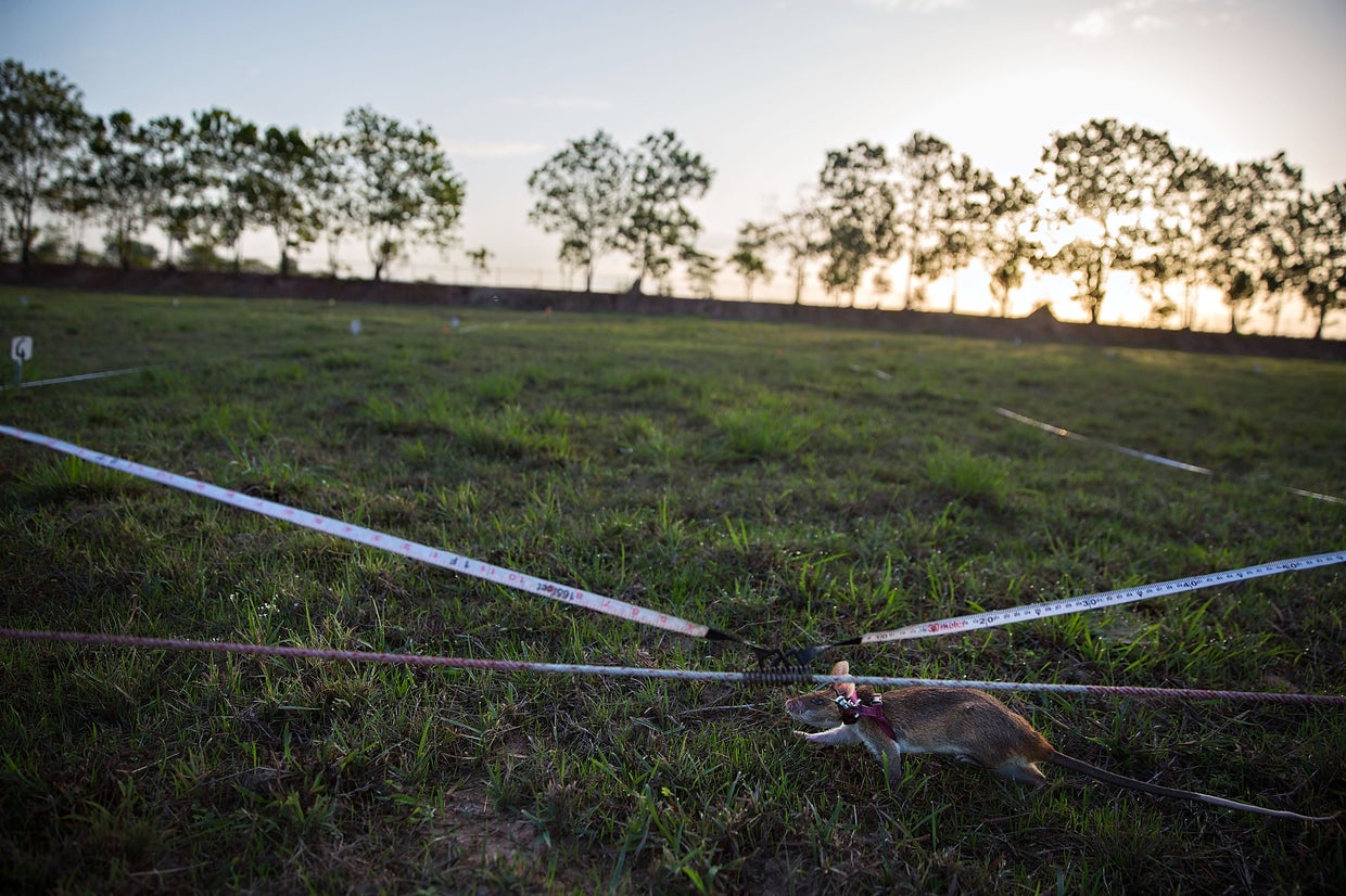Researchers Uncover Mining Operation Using ISO Lures to Spread RATs and Crypto Miners
