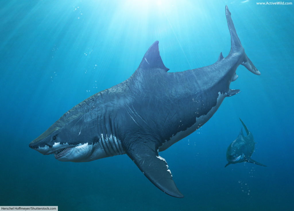 Megalodon GitHub Attack Targets 5,561 Repos with Malicious CI/CD Workflows